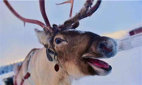 rentier bilder kostenlos|90.000+ kostenlose Rentier Im Winter und Rentier